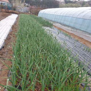 김혜순님의 자유주제 · 자유게시판 작성글 사진