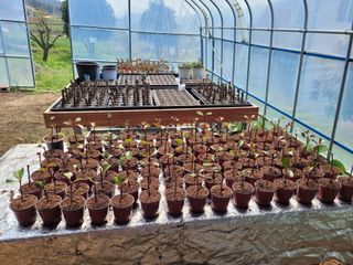 어설픈농부님의 매실 · 영농일지 작성글 사진