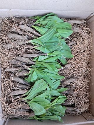 치유숲모이라양재순님의 기타작물 · 영농일지 작성글 사진