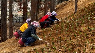 치유숲모이라양재순님의 기타작물 · 영농일지 작성글 사진