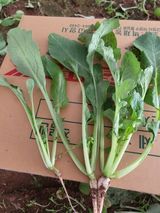 팜모닝 기타작물·병해충상담 게시글 이미지