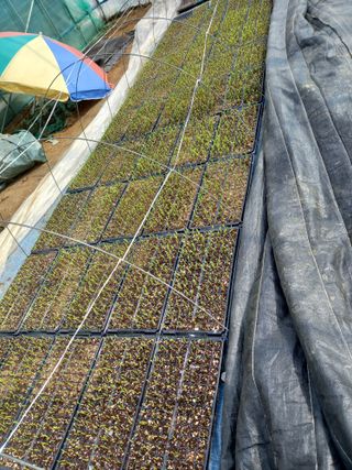 이영수님의 4월 내 작물 자랑하기 · 참여글 작성글 사진