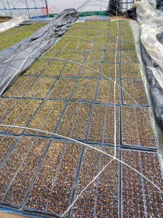 이영수님의 4월 내 작물 자랑하기 · 참여글 작성글 사진