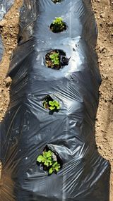 팜모닝 4월 내 작물 자랑하기·참여글 게시글 이미지