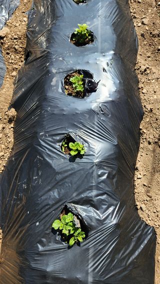 통영바닷가님의 4월 내 작물 자랑하기 · 참여글 작성글 사진