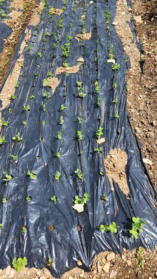 통영바닷가님의 4월 내 작물 자랑하기 · 참여글 작성글 사진