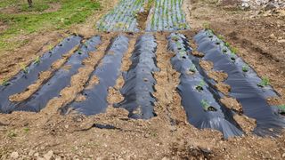 통영바닷가님의 4월 내 작물 자랑하기 · 참여글 작성글 사진