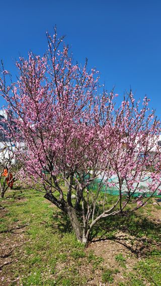 통영바닷가님의 4월 내 작물 자랑하기 · 참여글 작성글 사진