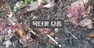 무료지식나눔 팜닥터님의 4월 내 작물 자랑하기 · 참여글 작성글 사진