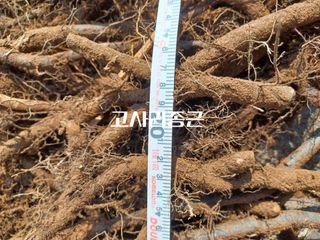 무료지식나눔 팜닥터님의 4월 내 작물 자랑하기 · 참여글 작성글 사진