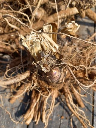 무료지식나눔 팜닥터님의 4월 내 작물 자랑하기 · 참여글 작성글 사진