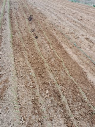 정상훈님의 파 · 영농일지 작성글 사진