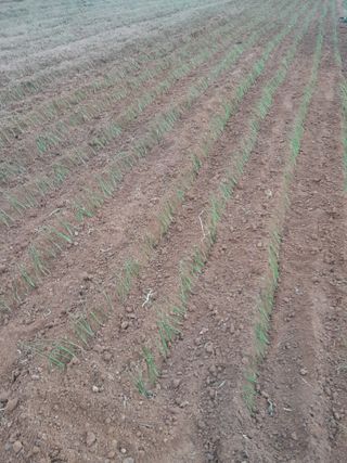 정상훈님의 파 · 영농일지 작성글 사진