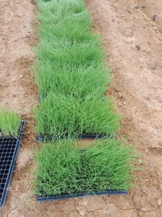 정상훈님의 파 · 영농일지 작성글 사진