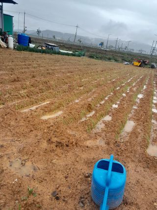 정상훈님의 파 · 영농일지 작성글 사진