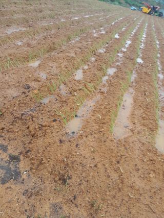 정상훈님의 파 · 영농일지 작성글 사진