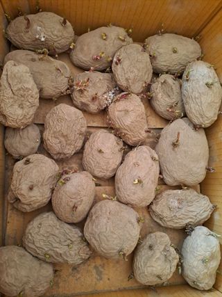 정종대님의 4월 내 작물 자랑하기 · 참여글 작성글 사진