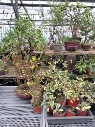 표고버섯19449님의 4월 내 작물 자랑하기 · 참여글 작성글 사진