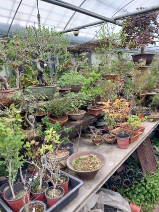 표고버섯19449님의 4월 내 작물 자랑하기 · 참여글 작성글 사진