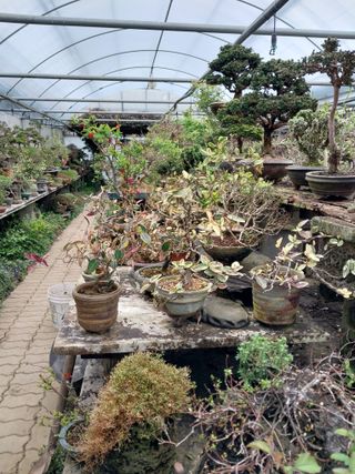 표고버섯19449님의 4월 내 작물 자랑하기 · 참여글 작성글 사진