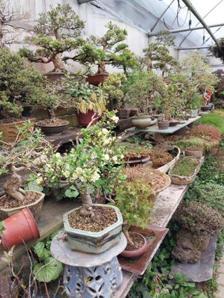 표고버섯19449님의 4월 내 작물 자랑하기 · 참여글 작성글 사진