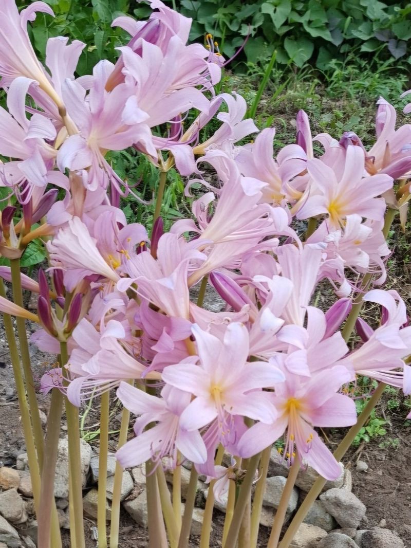 장터 상품 [분홍상사화] 썸네일