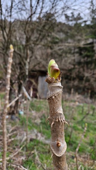 세상바위님의 4월 내 작물 자랑하기 · 참여글 작성글 사진