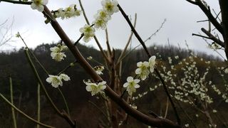 자연농원 순 강재옥님의 자유주제 · 자유게시판 작성글 사진