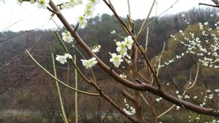 자연농원 순 강재옥님의 자유주제 · 자유게시판 작성글 사진