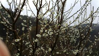 자연농원 순 강재옥님의 자유주제 · 자유게시판 작성글 사진