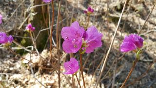 자연농원 순 강재옥님의 자유주제 · 자유게시판 작성글 사진