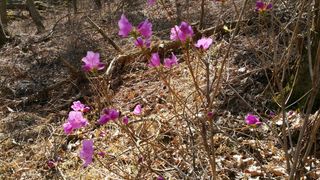 자연농원 순 강재옥님의 자유주제 · 자유게시판 작성글 사진