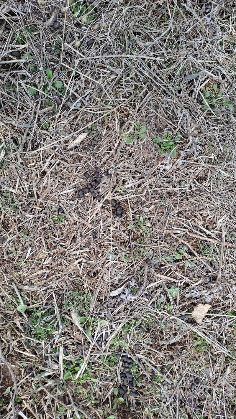 오호Ohoo님의 장터 판매 상품 [오스탑퍼 1kg 신개념야생동물기피제] 첨부 사진