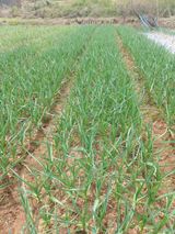 팜모닝 4월 내 작물 자랑하기·참여글 게시글 이미지