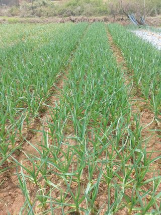 박균성님의 4월 내 작물 자랑하기 · 참여글 작성글 사진