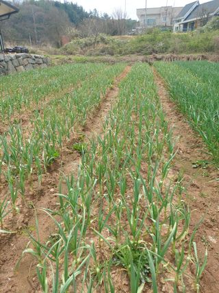 박균성님의 4월 내 작물 자랑하기 · 참여글 작성글 사진