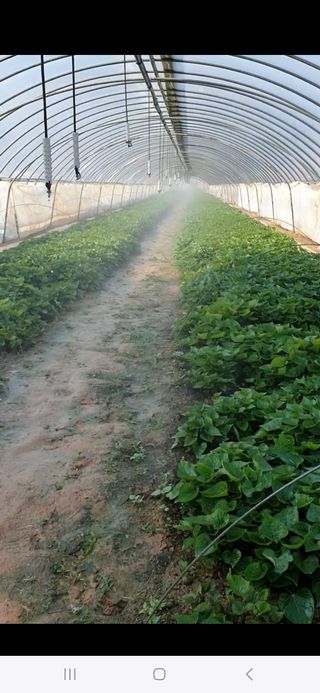 김동수님의 고구마 · 자유게시판 작성글 사진