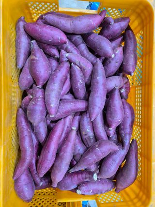 김동수님의 고구마 · 자유게시판 작성글 사진