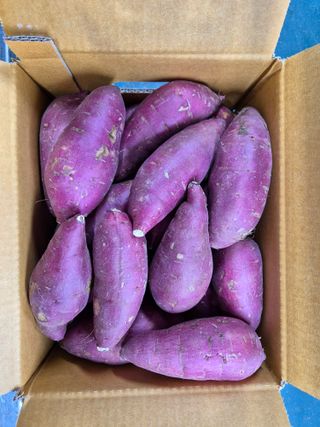 김동수님의 고구마 · 자유게시판 작성글 사진