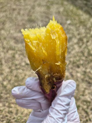 김동수님의 고구마 · 자유게시판 작성글 사진