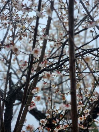 이상준님의 고추 · 영농일지 작성글 사진