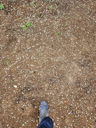 이상준님의 고추 · 영농일지 작성글 사진