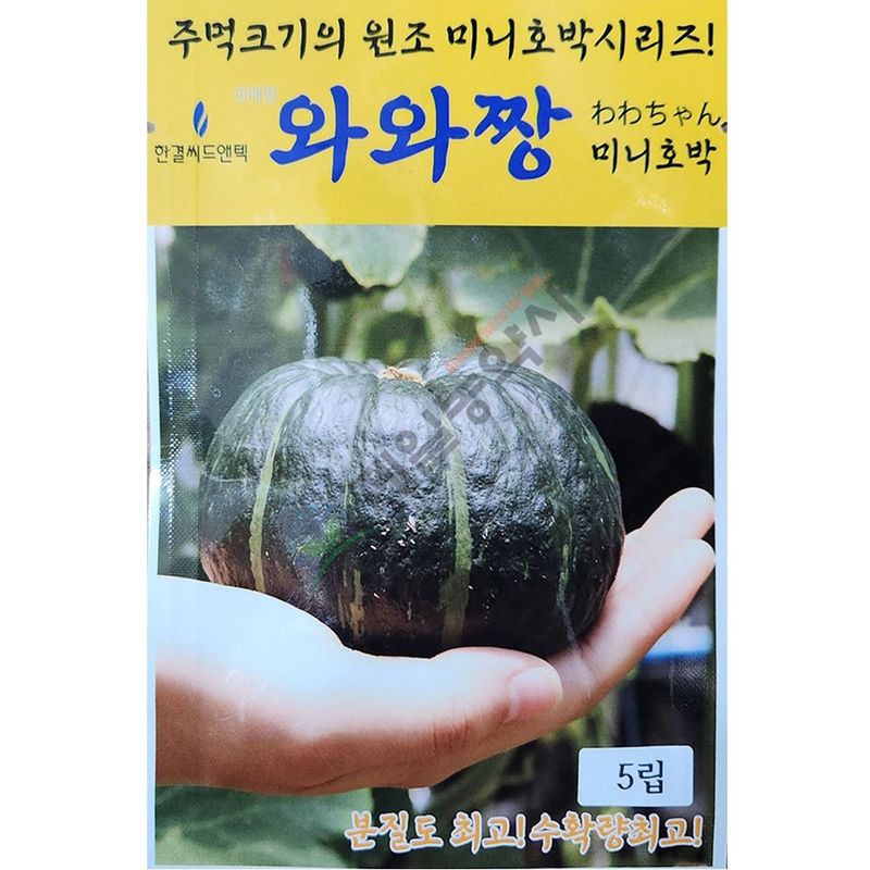 장터 상품 [와와짱미니단호박 5립 ] 썸네일