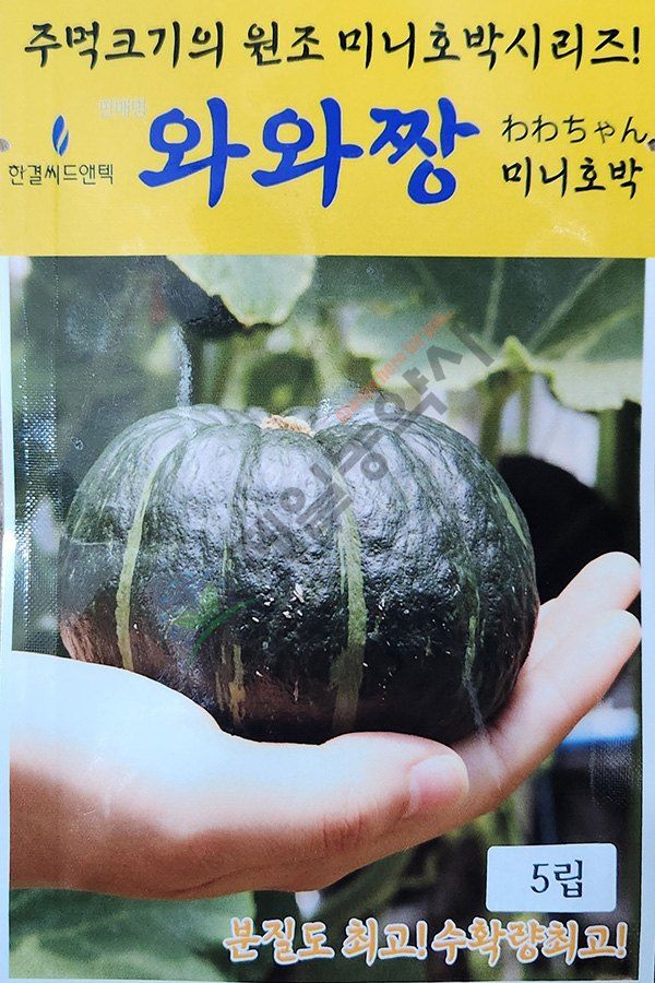 안산제일농약사님의 장터 판매 상품 [와와짱미니단호박 5립 ] 첨부 사진