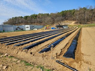 이호봉님의 고추 · 영농일지 작성글 사진