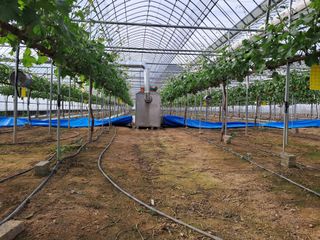 정이오가네농원님의 자유주제 · 자유게시판 작성글 사진