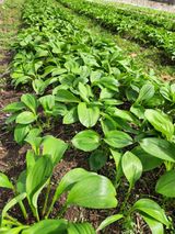 팜모닝 자유주제·자유게시판 게시글 이미지