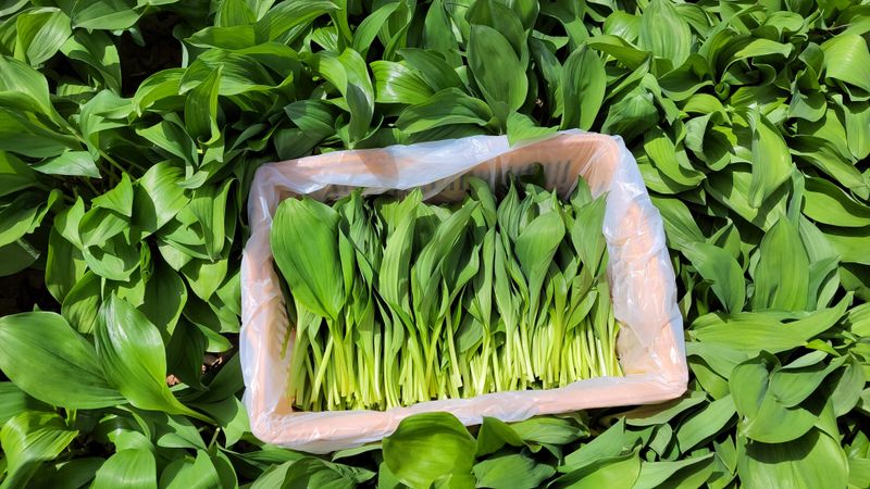 장터 상품 [노지 명이나물 산마늘 잎명이 1kg] 썸네일