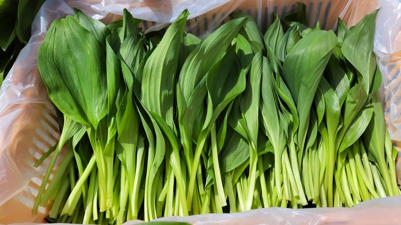 이은정님의 장터 판매 상품 [노지 명이나물 산마늘 잎명이 1kg] 첨부 사진