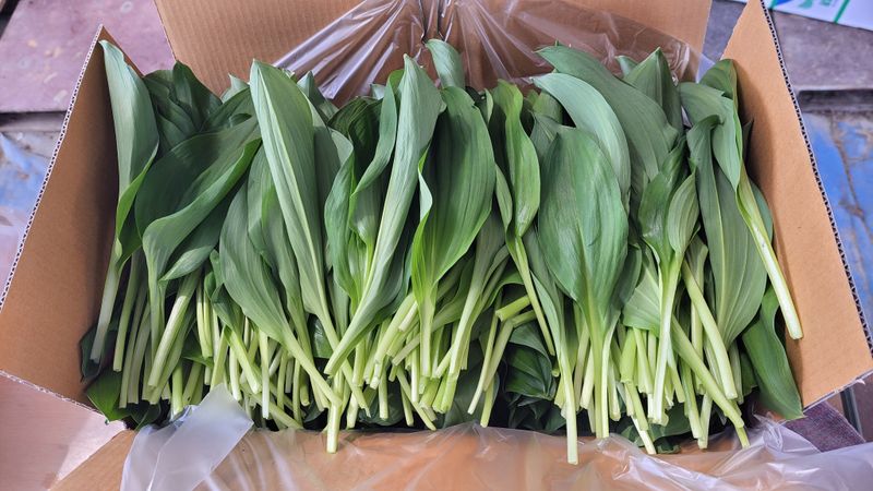 이은정님의 장터 판매 상품 [노지 명이나물 산마늘 잎명이 1kg] 첨부 사진